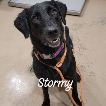 Stormy -  Mixed Breed Dog for Adoption in Buchanan Dam, Texas - Stormy | PetCurious