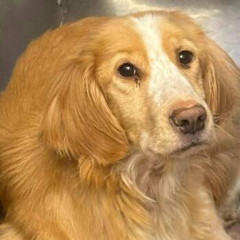 Gobi - At shelter available 10/5 -  Golden Retriever Dog for Adoption in Rustburg, Virginia - Gobi - At Shelter Available 10/5 | PetCurious