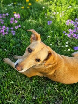 Maggie - In Granbury, TX -  Yellow Labrador Retriever Dog for Adoption - Maggie - In Granbury, TX | PetCurious