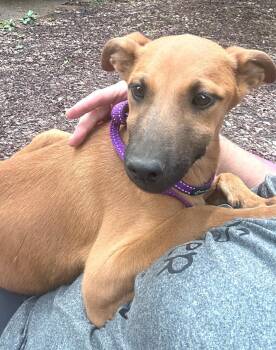 German Shepherd Dog Dogs Available for Adoption in Warwick, Rhode Island - Indy MGO In MS | PetCurious
