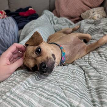 Clover -  Chihuahua Dog for Adoption in Hillsborough, North Carolina - Clover | PetCurious