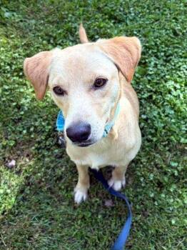 Percy -  Labrador Retriever Dog for Adoption in Bedford Hills, New York - Percy | PetCurious