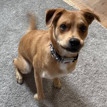 Wyatt -  Labrador Retriever Dog for Adoption in Rochester Hills, Michigan - Wyatt | PetCurious
