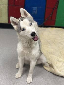 Siberian Husky Dogs Available for Adoption in Indianapolis, Indiana - ARIH | PetCurious
