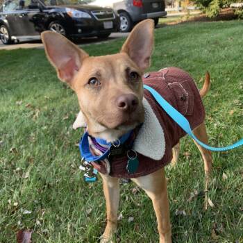 Rescue Chihuahua and Mixed Breed Dogs for Adoption in Avon, Ohio - Woody | PetCurious