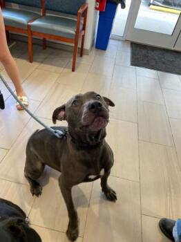 Doja - 1 -  Pit Bull Terrier and Mixed Breed Dog for Adoption in Daytona Beach, Florida - Doja - 1 | PetCurious