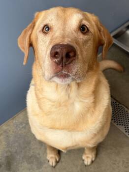 Charlie Tag 1018 -  Labrador Retriever Dog for Adoption in Central Islip, New York - Charlie Tag 1018 | PetCurious