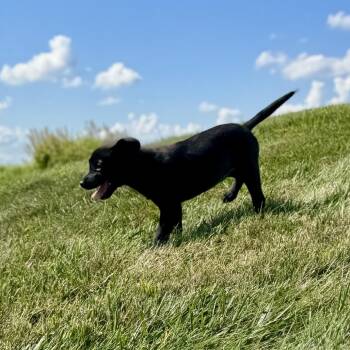 Evie -  Labrador Retriever Dog for Adoption in La Grange, Kentucky - Evie | PetCurious