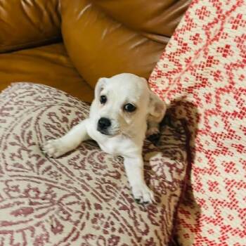 Chihuahua and Terrier Dogs Available for Adoption - Niko | PetCurious