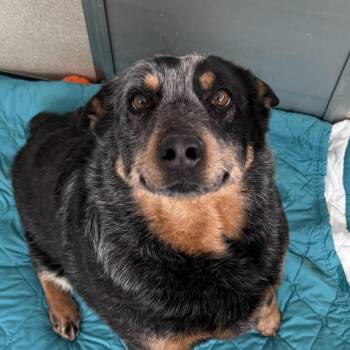 Molly -  Australian Cattle Dog Blue Heeler Dog for Adoption in Rifle, Colorado - Molly | PetCurious