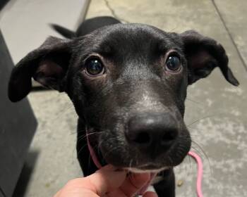 Rescue Mixed Breed Dogs for Adoption in Henderson, North Carolina - Fennec | PetCurious