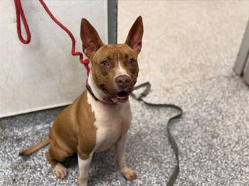 Pit Bull Terrier Dogs Available for Adoption in Charlotte, North Carolina - A1265253 | PetCurious