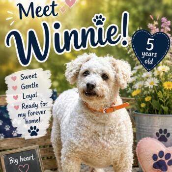 Winnie -  Poodle and Chihuahua Dog for Adoption in Waldorf, Maryland - Winnie | PetCurious
