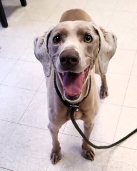 Weimaraner Dogs Available for Adoption - Charlotte  | PetCurious