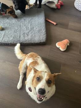 Corgi and Australian Cattle Dog Blue Heeler Dogs Available for Adoption in Richardson, Texas - 26-043 Ruthie "Coming Soon!" | PetCurious