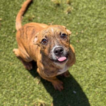Boxer and Mixed Breed Dogs Available for Adoption in Gainesville, Georgia - Batman | PetCurious