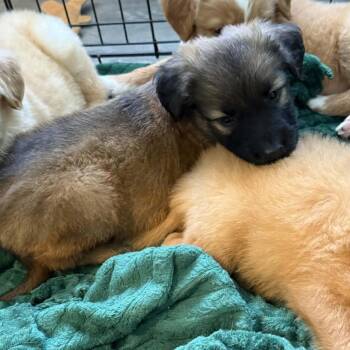 Loki -  Golden Retriever and Mixed Breed Dog for Adoption in Cleveland, Tennessee - Loki | PetCurious