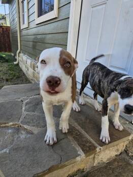 Rescue Mixed Breed Dogs for Adoption in Dallas, Texas - GENGAR | PetCurious