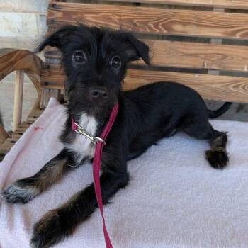 GILBERT -  Terrier Dog for Adoption in Chico, California - GILBERT | PetCurious