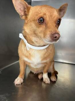Chihuahua Dogs Available for Adoption in Riverside, California - GEORGIE | PetCurious