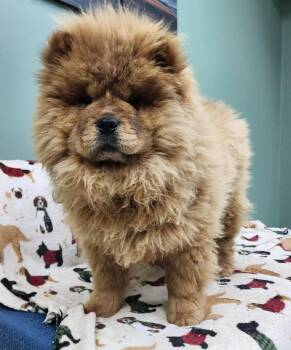 Chow Chow Dogs Available for Adoption - R2D2 | PetCurious