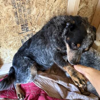 Australian Cattle Dog Blue Heeler Dogs Available for Adoption in Folkston, Georgia - Roscoe | PetCurious