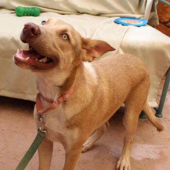 Jojo(now Oakland) -  Australian Cattle Dog Blue Heeler Dog for Adoption in Cottonwood, Arizona - Jojo(now Oakland) | PetCurious
