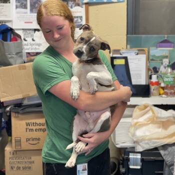 Rescue Boston Terrier and Pit Bull Terrier Dogs for Adoption in Sand Springs, Oklahoma - Reko | PetCurious