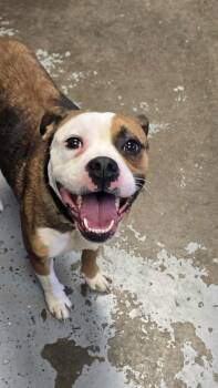 Rescue American Bully Dogs for Adoption in Martinsville, Indiana - Roxy | PetCurious