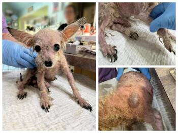 Teenie Weenie (NOT YET AVAILABLE) -  Chinese Crested Dog Dog for Adoption in Benton, Louisiana - Teenie Weenie (NOT YET AVAILABLE) | PetCurious