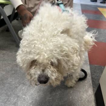 Paris -  Mixed Breed Dog for Adoption in Philadelphia, Pennsylvania - Paris | PetCurious