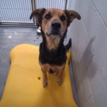 Shepherd Dogs Available for Adoption - Bronson/mister | PetCurious