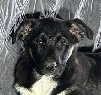 Australian Shepherd and Great Pyrenees Dogs Available for Adoption - Belle  | PetCurious