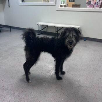 The Cleopatra -  Mixed Breed Dog Available for Adoption in Toms River, New Jersey - The Cleopatra | PetCurious