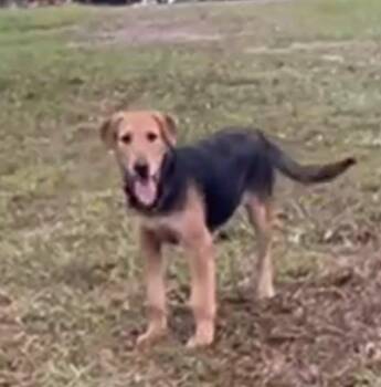 Rescue Airedale Terrier and Hound Dogs for Adoption in Enfield, Connecticut - Elf | PetCurious