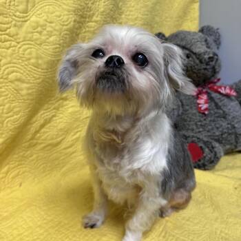 Shih Tzu and Yorkshire Terrier Dogs Available for Adoption - Ginger | PetCurious