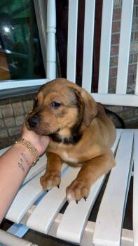 Bandit -  Hound Dog Available for Adoption in Mobile, Alabama - Bandit | PetCurious