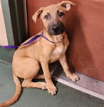 Rescue Pit Bull Terrier and German Shepherd Dog Dogs for Adoption in Rancho Cucamonga, California - KUKA | PetCurious