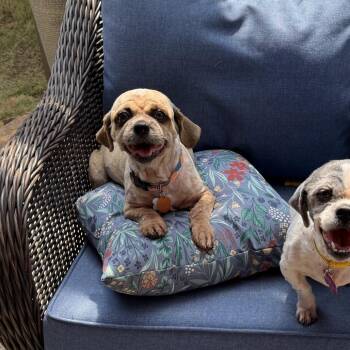 Roxy Ann -  Shih Tzu and Mixed Breed Dog for Adoption in Helena, Alabama - Roxy Ann | PetCurious