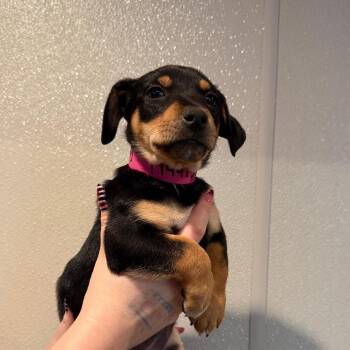 IVHS-Stray-144415 -  Rottweiler and Terrier Dog for Adoption in San Gabriel, California - IVHS-Stray-144415 | PetCurious