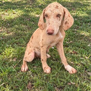 Knox -  Catahoula Leopard Dog Dog for Adoption in Anderson, South Carolina - Knox | PetCurious