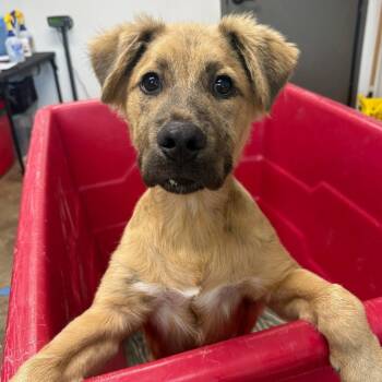 Shepherd and Mixed Breed Dogs Available for Adoption in Cleveland, Mississippi - Lambo | PetCurious