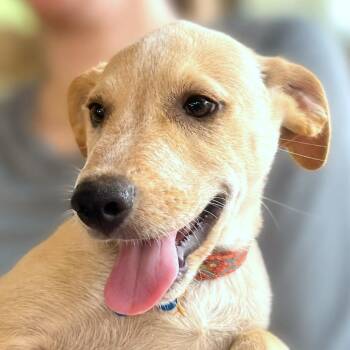 Anchor -  Labrador Retriever and Mixed Breed Dog for Adoption in Boerne, Texas - Anchor | PetCurious