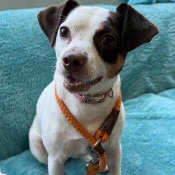 Ruby -  Mixed Breed Dog for Adoption in Wantagh, New York - Ruby | PetCurious