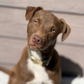Velma -  Mixed Breed Dog for Adoption in Burbank, California - Velma | PetCurious