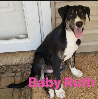 Baby Ruth -  Australian Cattle Dog Blue Heeler Dog for Adoption in Pembroke, Massachusetts - Baby Ruth | PetCurious