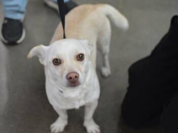 Estrella -  Chihuahua and Terrier Dog for Adoption in Portland, Oregon - Estrella | PetCurious
