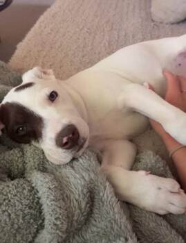 Petey -  Pit Bull Terrier and Mixed Breed Dog for Adoption in Denver, Colorado - Petey | PetCurious