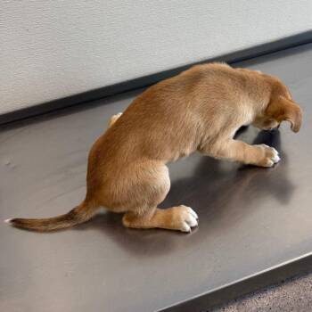 Hopper -  Mixed Breed Dog for Adoption in Las Cruces, New Mexico - Hopper | PetCurious