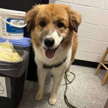 Border Collie and Mixed Breed Dogs Available for Adoption in Taos, New Mexico - Barney | PetCurious